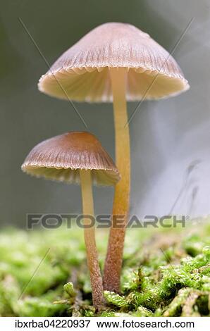 Bleeding fairy helmet (Mycena Haematopus), North Rhine-Westphalia, Germany, Europe View Large Photo Image Stock Photo - Bleeding fairy helmet (Mycena Haematopus), North Rhine-Westphalia, Germany, Europe. Fotosearch