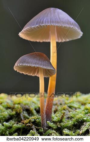 Bleeding fairy helmet (Mycena Haematopus), North Rhine-Westphalia, Germany, Europe View Large Photo Image Stock Photo - Bleeding fairy helmet (Mycena Haematopus), North Rhine-Westphalia, Germany, Europe. Fotosearch