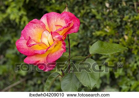 Stock Image - Bloom, Tea Hybrid-Rose (Rosa), North Rhine-Westphalia, Germany, Europe. Fotosearch