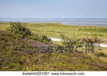 Blooming heather, nature reserve Duhner Heide, Cuxhaven, Lower Saxony, Germany, Europe View Large Photo Image Stock Photo - Blooming heather, nature reserve Duhner Heide, Cuxhaven, Lower Saxony, Germany, Europe. Fotosearch