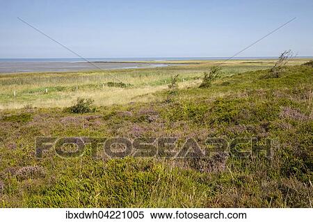 Blooming heather, nature reserve Duhner Heide, Cuxhaven, Lower Saxony, Germany, Europe View Large Photo Image Stock Photography - Blooming heather, nature reserve Duhner Heide, Cuxhaven, Lower Saxony, Germany, Europe. Fotosearch