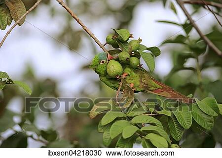Blue-crowned parakeet (Thectocercus acuticaudatus), adult on tree, eating, fruit, fig, Pantanal, Mato Grosso, Brazil, South America View Large Photo Image Stock Image - Blue-crowned parakeet (Thectocercus acuticaudatus), adult on tree, eating, fruit, fig, Pantanal, Mato Grosso, Brazil, South America. Fotosearch