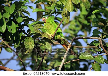 Stock Image - Blue-crowned parakeet (Thectocercus acuticaudatus), adult on tree, eating, fruit, fig, Pantanal, Mato Grosso, Brazil, South America. Fotosearch