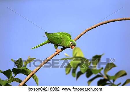Blue-crowned parakeet (Thectocercus acuticaudatus), adult on the lookout, Pantanal, Mato Grosso, Brazil, South America View Large Photo Image Stock Image - Blue-crowned parakeet (Thectocercus acuticaudatus), adult on the lookout, Pantanal, Mato Grosso, Brazil, South America. Fotosearch