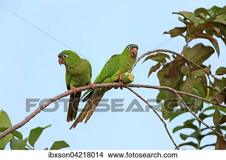 Blue Crowned Wellensittich Thectocercus Acuticaudatus