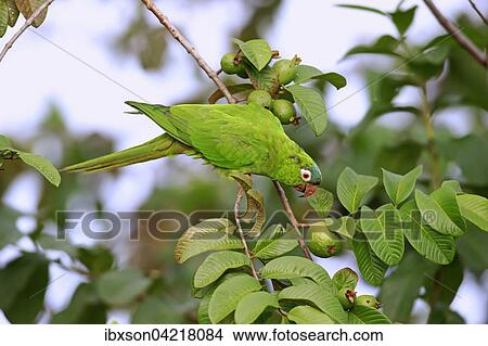 Blue Crowned Wellensittich Thectocercus Acuticaudatus