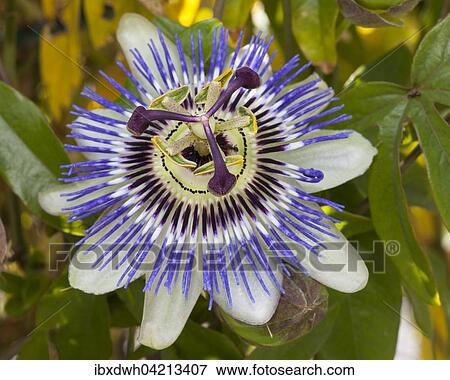 Blue passion flower (Passiflora caerulea) View Large Photo Image Stock Photo - Blue passion flower (Passiflora caerulea). Fotosearch