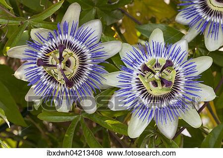 Blue passion flowers (Passiflora caerulea) View Large Photo Image Stock Photo - Blue passion flowers (Passiflora caerulea). Fotosearch
