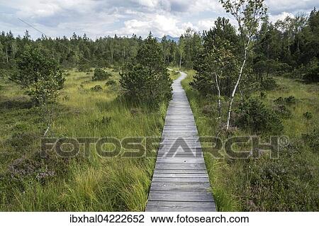Boardwalk path through the Murnau moor, Murnau, Upper Bavaria, Bavaria, Germany, Europe View Large Photo Image Stock Image - Boardwalk path through the Murnau moor, Murnau, Upper Bavaria, Bavaria, Germany, Europe. Fotosearch