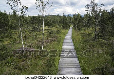 Boardwalk path through the Murnau moor, Murnau, Upper Bavaria, Bavaria, Germany, Europe View Large Photo Image Stock Photograph - Boardwalk path through the Murnau moor, Murnau, Upper Bavaria, Bavaria, Germany, Europe. Fotosearch