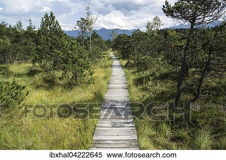 Boardwalk path through the Murnau moor, Murnau, Upper Bavaria, Bavaria, Germany, Europe View Large Photo Image Stock Photography - Boardwalk path through the Murnau moor, Murnau, Upper Bavaria, Bavaria, Germany, Europe. Fotosearch