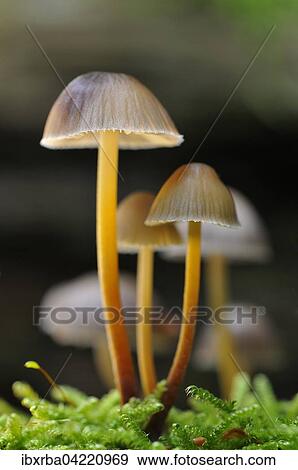 Bonnet mushroom (Mycena) growing in moss, North Rhine-Westphalia, Germany, Europe View Large Photo Image Stock Photo - Bonnet mushroom (Mycena) growing in moss, North Rhine-Westphalia, Germany, Europe. Fotosearch