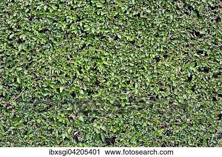 Boxwood (Buxus sempervirens) hedge, Germany, Europe View Large Photo Image Stock Image - Boxwood (Buxus sempervirens) hedge, Germany, Europe. Fotosearch