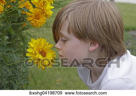 Boy smelling a yellow flower, Germany, Europe View Large Photo Image Stock Photo - Boy smelling a yellow flower, Germany, Europe. Fotosearch