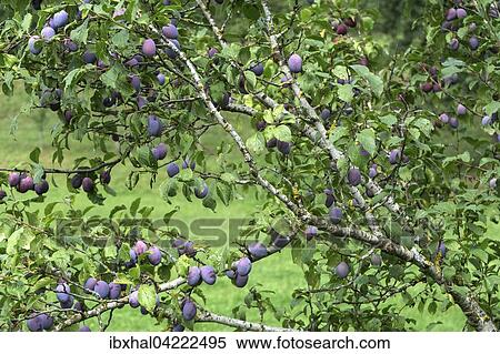 Branch full of plums (Prunus domestica), Bad Heilbrunn, Upper Bavaria, Bavaria, Germany, Europe View Large Photo Image Stock Photography - Branch full of plums (Prunus domestica), Bad Heilbrunn, Upper Bavaria, Bavaria, Germany, Europe. Fotosearch