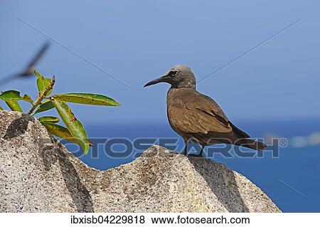 Stock Photo - Brown noddy (Anous stolidus), perched on a rock, Cousin island, Seychelles, Africa. Fotosearch
