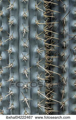 Cactus (Browningia viridis), cactus spines View Large Photo Image Stock Photo - Cactus (Browningia viridis), cactus spines. Fotosearch