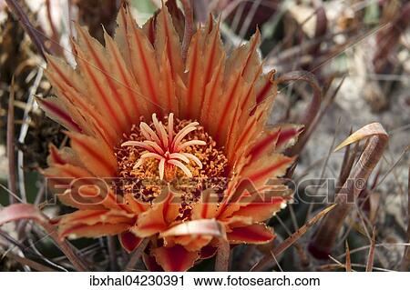 Cactus Flower and spines of a cactus (Ferocactus gracilis), Gran Canaria, Canary Islands, Spain, Europe View Large Photo Image Stock Image - Cactus Flower and spines of a cactus (Ferocactus gracilis), Gran Canaria, Canary Islands, Spain, Europe. Fotosearch