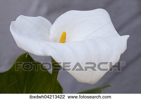 Calla lily or arum lily (Zantedeschia aethiopica) View Large Photo Image Stock Image - Calla lily or arum lily (Zantedeschia aethiopica). Fotosearch