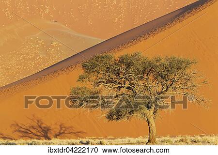 Camel thorn tree (Acacia erioloba) and sand dunes in the evening in the Namib Desert, Namib-Naukluft National Park, Namibia, Africa View Large Photo Image Stock Image - Camel thorn tree (Acacia erioloba) and sand dunes in the evening in the Namib Desert, Namib-Naukluft National Park, Namibia, Africa. Fotosearch