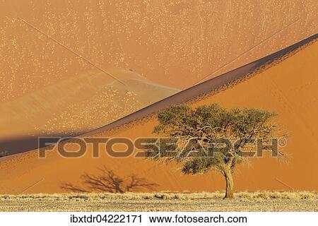 Camel thorn tree (Acacia erioloba) and sand dunes in the evening in the Namib Desert, Namib-Naukluft National Park, Namibia, Africa View Large Photo Image Stock Image - Camel thorn tree (Acacia erioloba) and sand dunes in the evening in the Namib Desert, Namib-Naukluft National Park, Namibia, Africa. Fotosearch