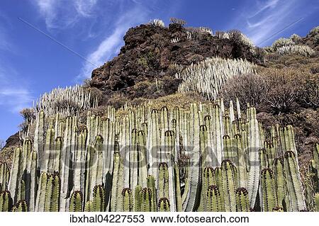 Stock Image - Candelabra trees (Euphorbia candelabrum), spurge, on lava rock in Agaete, Gran Canaria, Canary Islands, Spain, Europe. Fotosearch