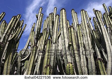 Candelabra trees (Euphorbia candelabrum), spurge, Gran Canaria, Canary Islands, Spain, Europe View Large Photo Image Stock Photograph - Candelabra trees (Euphorbia candelabrum), spurge, Gran Canaria, Canary Islands, Spain, Europe. Fotosearch