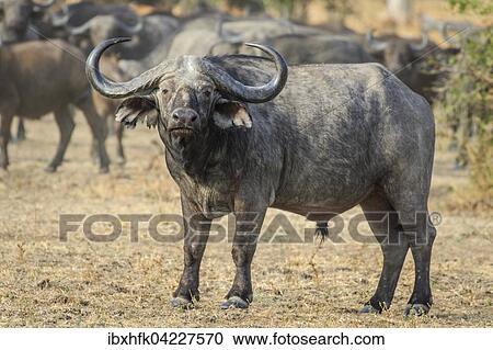 Cape buffalo (Syncerus caffer), in front of the herd, in the grassland, South Luangwa National Park, Zambia, Africa View Large Photo Image Stock Image - Cape buffalo (Syncerus caffer), in front of the herd, in the grassland, South Luangwa National Park, Zambia, Africa. Fotosearch