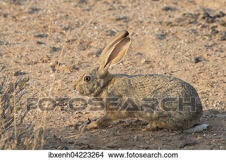 Cape hare (Lepus capensis), Kalahari Desert, Namibia, Africa View Large Photo Image Picture - Cape hare (Lepus capensis), Kalahari Desert, Namibia, Africa. Fotosearch