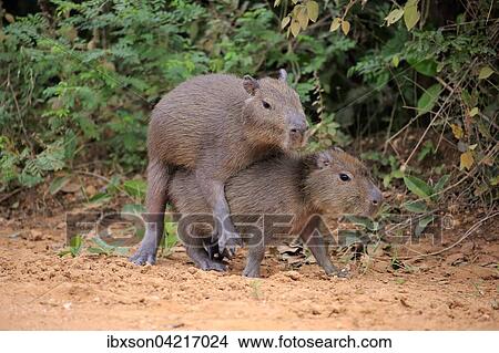 Picture - Capybara (Hydrochoerus hydrochaeris), young animals, on land, social behavior, playing, Pantanal, Mato Grosso, Brazil, South America. Fotosearch
