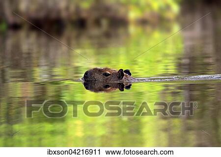 Capybara (Hydrochoerus hydrochaeris), adult, in the water, swimming, Pantanal, Mato Grosso, Brazil, South America View Large Photo Image Stock Image - Capybara (Hydrochoerus hydrochaeris), adult, in the water, swimming, Pantanal, Mato Grosso, Brazil, South America. Fotosearch