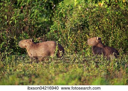Capybara (Hydrochoerus hydrochaeris), adults, in bushes, Pantanal, Mato Grosso, Brazil, South America View Large Photo Image Stock Image - Capybara (Hydrochoerus hydrochaeris), adults, in bushes, Pantanal, Mato Grosso, Brazil, South America. Fotosearch
