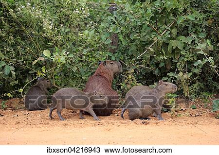 Capybara (Hydrochoerus hydrochaeris), adult with young, group on land, Pantanal, Mato Grosso, Brazil, South America View Large Photo Image Stock Image - Capybara (Hydrochoerus hydrochaeris), adult with young, group on land, Pantanal, Mato Grosso, Brazil, South America. Fotosearch