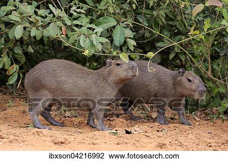 Capybara (Hydrochoerus hydrochaeris), young animals, on land, Pantanal, Mato Grosso, Brazil, South America View Large Photo Image Stock Image - Capybara (Hydrochoerus hydrochaeris), young animals, on land, Pantanal, Mato Grosso, Brazil, South America. Fotosearch