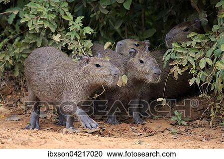 Stock Image - Capybara (Hydrochoerus hydrochaeris), young animals, on land, Pantanal, Mato Grosso, Brazil, South America. Fotosearch