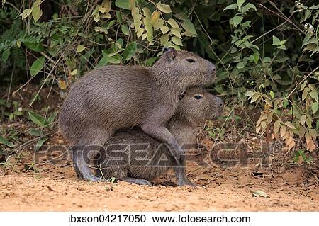 Capybara (Hydrochoerus hydrochaeris), young animals, on land, social behavior, playing, Pantanal, Mato Grosso, Brazil, South America View Large Photo Image Stock Image - Capybara (Hydrochoerus hydrochaeris), young animals, on land, social behavior, playing, Pantanal, Mato Grosso, Brazil, South America. Fotosearch