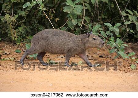 Capybara (Hydrochoerus hydrochaeris), young animal, walking, on land, Pantanal, Mato Grosso, Brazil, South America View Large Photo Image Stock Image - Capybara (Hydrochoerus hydrochaeris), young animal, walking, on land, Pantanal, Mato Grosso, Brazil, South America. Fotosearch