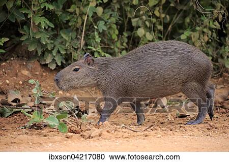 Capybara (Hydrochoerus hydrochaeris), young animal, on land, Pantanal, Mato Grosso, Brazil, South America View Large Photo Image Stock Image - Capybara (Hydrochoerus hydrochaeris), young animal, on land, Pantanal, Mato Grosso, Brazil, South America. Fotosearch