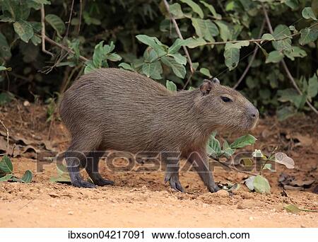 Capybara (Hydrochoerus hydrochaeris), young animal, on land, Pantanal, Mato Grosso, Brazil, South America View Large Photo Image Stock Image - Capybara (Hydrochoerus hydrochaeris), young animal, on land, Pantanal, Mato Grosso, Brazil, South America. Fotosearch