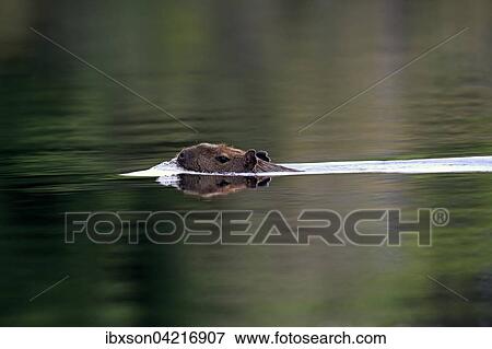 Capybara (Hydrochoerus hydrochaeris), adult, in the water, swimming, Pantanal, Mato Grosso, Brazil, South America View Large Photo Image Stock Photo - Capybara (Hydrochoerus hydrochaeris), adult, in the water, swimming, Pantanal, Mato Grosso, Brazil, South America. Fotosearch