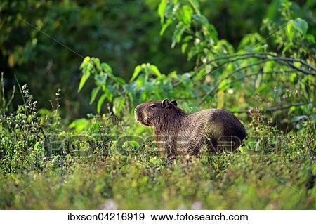 Capybara (Hydrochoerus hydrochaeris), adult, on the land, between shrubs, Pantanal, Mato Grosso, Brazil, South America View Large Photo Image Stock Photo - Capybara (Hydrochoerus hydrochaeris), adult, on the land, between shrubs, Pantanal, Mato Grosso, Brazil, South America. Fotosearch