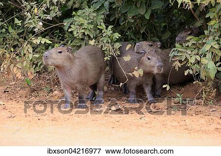 Capybara (Hydrochoerus hydrochaeris), juveniles, group on land, Pantanal, Mato Grosso, Brazil, South America View Large Photo Image Stock Photo - Capybara (Hydrochoerus hydrochaeris), juveniles, group on land, Pantanal, Mato Grosso, Brazil, South America. Fotosearch