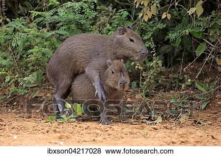 Capybara (Hydrochoerus hydrochaeris), young animals, on land, social behavior, playing, Pantanal, Mato Grosso, Brazil, South America View Large Photo Image Stock Photo - Capybara (Hydrochoerus hydrochaeris), young animals, on land, social behavior, playing, Pantanal, Mato Grosso, Brazil, South America. Fotosearch