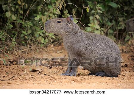 Capybara (Hydrochoerus hydrochaeris), young animal, on land, alert, Pantanal, Mato Grosso, Brazil, South America View Large Photo Image Stock Photo - Capybara (Hydrochoerus hydrochaeris), young animal, on land, alert, Pantanal, Mato Grosso, Brazil, South America. Fotosearch