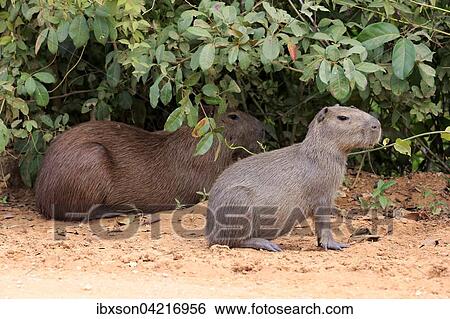 Capybara (Hydrochoerus hydrochaeris), adult with young, alert on land, Pantanal, Mato Grosso, Brazil, South America View Large Photo Image Stock Photograph - Capybara (Hydrochoerus hydrochaeris), adult with young, alert on land, Pantanal, Mato Grosso, Brazil, South America. Fotosearch