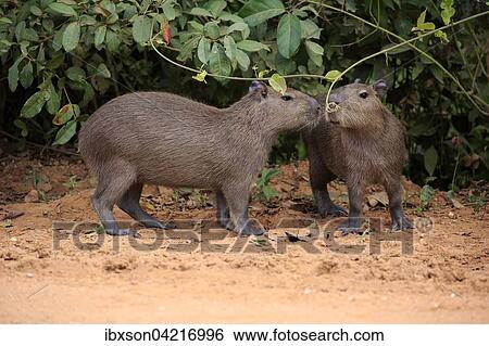 Capybara (Hydrochoerus hydrochaeris), young animals, on land, sniffing each other, Pantanal, Mato Grosso, Brazil, South America View Large Photo Image Stock Photograph - Capybara (Hydrochoerus hydrochaeris), young animals, on land, sniffing each other, Pantanal, Mato Grosso, Brazil, South America. Fotosearch