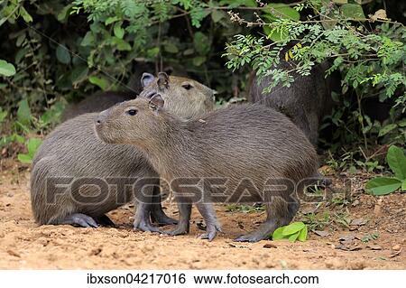Capybara (Hydrochoerus hydrochaeris), young animals, on land, Pantanal, Mato Grosso, Brazil, South America View Large Photo Image Stock Photograph - Capybara (Hydrochoerus hydrochaeris), young animals, on land, Pantanal, Mato Grosso, Brazil, South America. Fotosearch