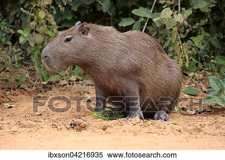 Capybara (Hydrochoerus hydrochaeris), adult, on land, alert, Pantanal, Mato Grosso, Brazil, South America View Large Photo Image Stock Photography - Capybara (Hydrochoerus hydrochaeris), adult, on land, alert, Pantanal, Mato Grosso, Brazil, South America. Fotosearch