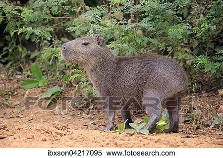 Stock Photography - Capybara (Hydrochoerus hydrochaeris), young animal, on land, Pantanal, Mato Grosso, Brazil, South America. Fotosearch