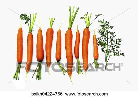 Stock Photograph - Carrots against a white background. Fotosearch